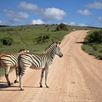 Zuid Afrika safari zebra's op de weg